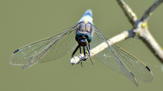 Blaugrüne Mosaikjungfer (9).jpg